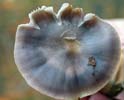 Camarophyllus cinereus
